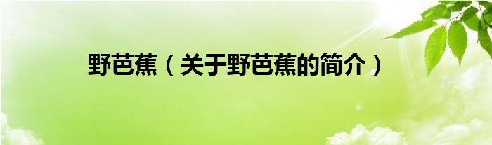 野芭蕉（關于野芭蕉的簡介）