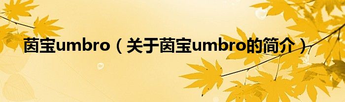 茵寶umbro（關于茵寶umbro的簡介）
