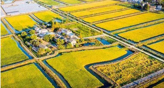 一鏡到底看豐收，屬于農民的節日，好一幅壯美畫卷
