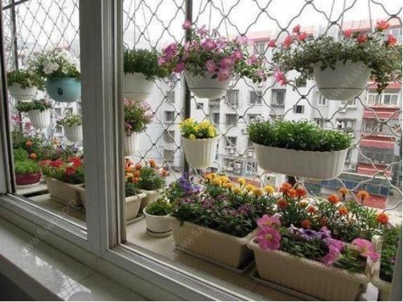 氣溫不足30℃，5種花可以“富養”，喝飽長得歡，吃飽“猛開花”