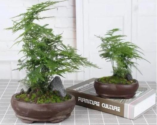 養(yǎng)文竹，就用3種水，郁郁蔥蔥，水都潑不進