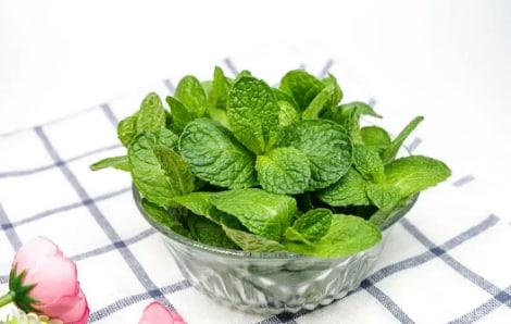 老鼠怕什么氣味一聞就跑，你知道嗎？