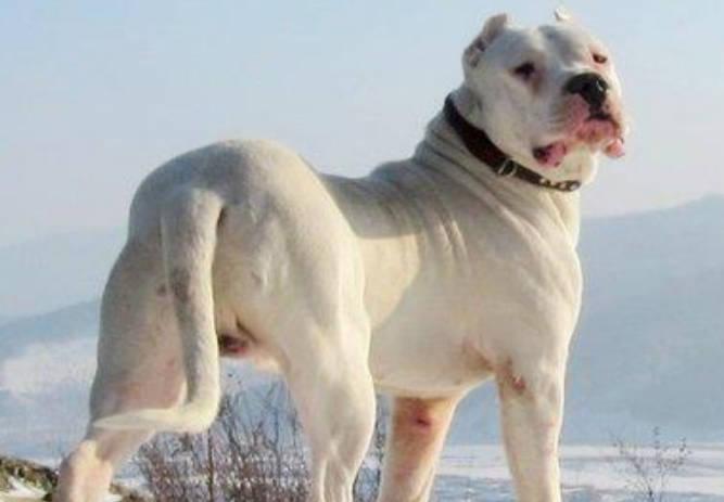 被發瘋的狗撲倒該如何自救