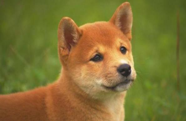 狗狗得狗瘟了怎么辦，應該如何治療？