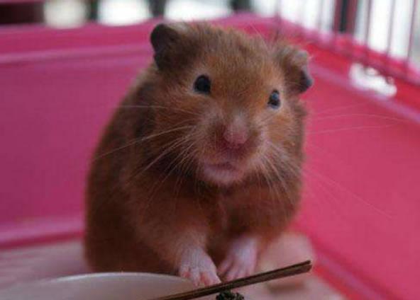 金絲熊喂養(yǎng)時(shí)候需要注意什么？