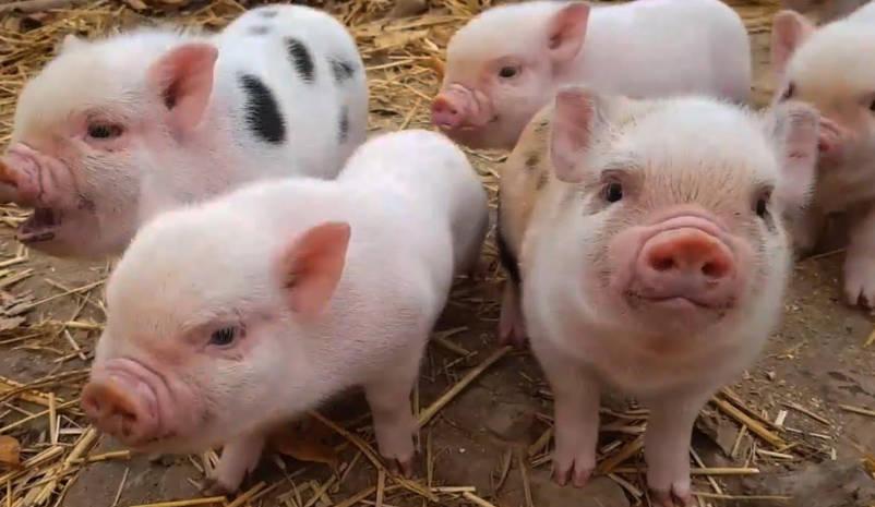 如何養豬？養豬注意事項