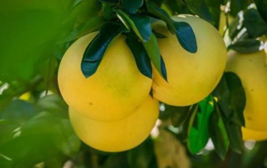 立秋后吃哪些水果比較養生