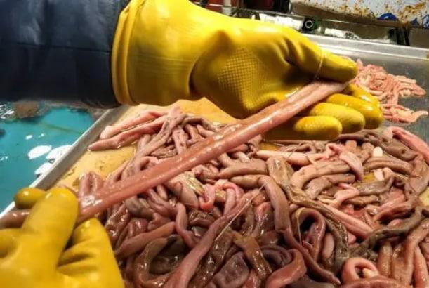 煙臺海腸爆發 有人一晚撈上千斤