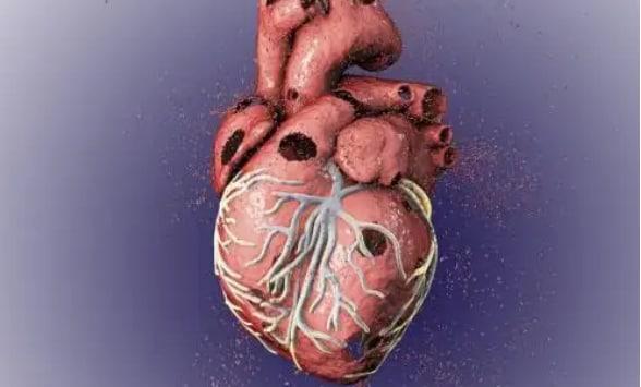 人體哪塊肌肉最強壯？