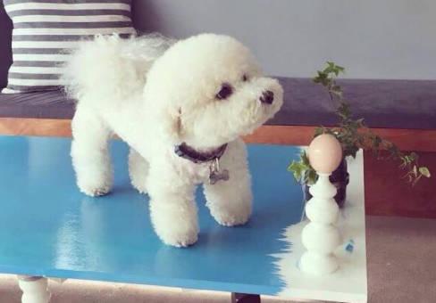 比熊吃什么好？如何喂養(yǎng)比熊？