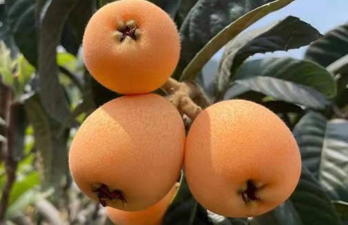 經常吃枇杷果有什么好處及禁忌？