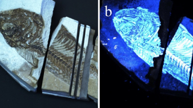 夏威夷大學開發的工具可以探測地球及其他地方的古代生命