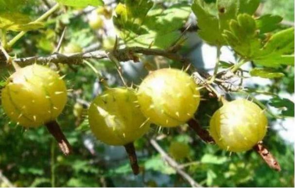 野生刺梨的營(yíng)養(yǎng)價(jià)值高嗎？功效有哪些？