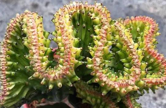 麒麟花適合家里養嗎？麒麟花的養殖方法