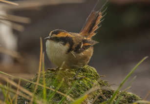 UNT教授與國際合作者在智利發現了新的鳥類