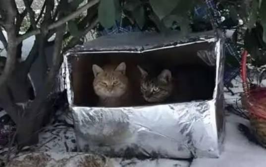 12歲女孩領養貓后撿垃圾賺錢照顧