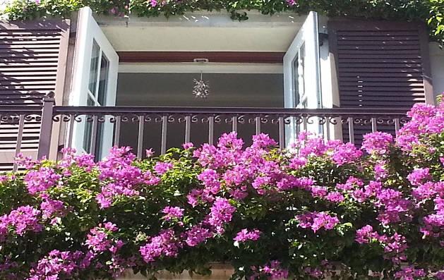 怎樣在陽臺上養好花？