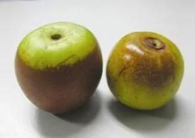 如何分辨糖精棗？