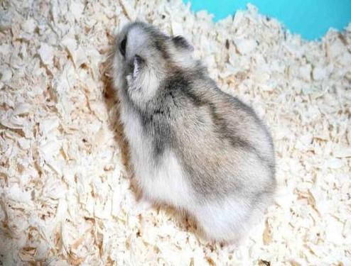 新手飼養倉鼠需要注意哪些地方