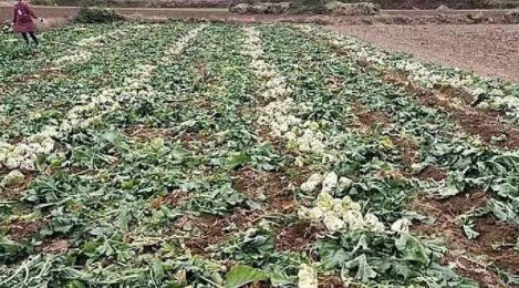 河南萬噸滯銷蔬菜 來不了的大客戶與斷裂的供應鏈