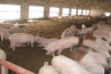 統(tǒng)計(jì)局：11月下旬生豬價(jià)格環(huán)比下降7.4%