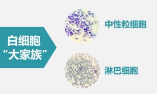 淋巴細胞百分比偏低怎么回事？