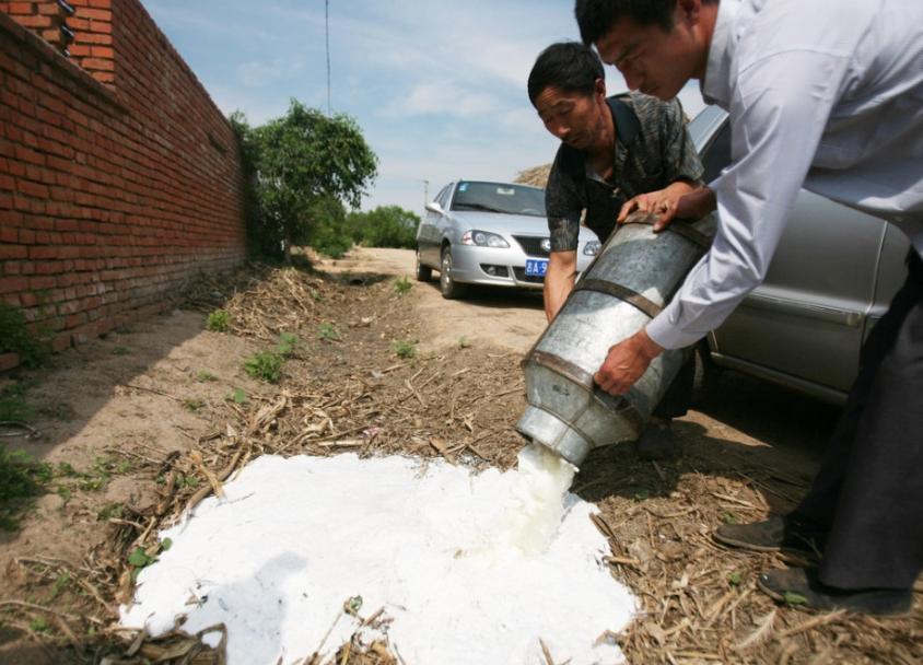 河北內蒙古等地出現“倒奶殺牛”