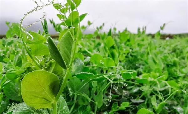 老人多次偷豌豆尖被抓現行躺地撒潑