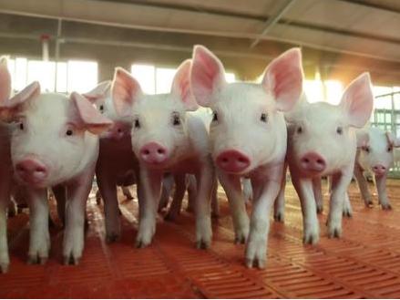 “掉包事件”被揭露！警方揭秘代養豬場中的秘密