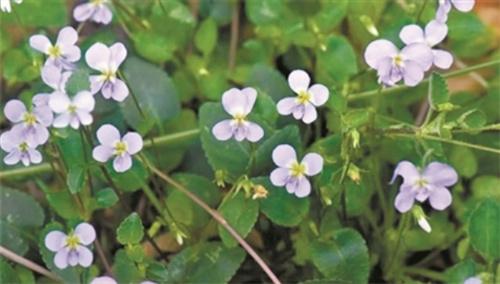 廣東發現全球罕見新物種“河源堇菜”，成年植株不足百