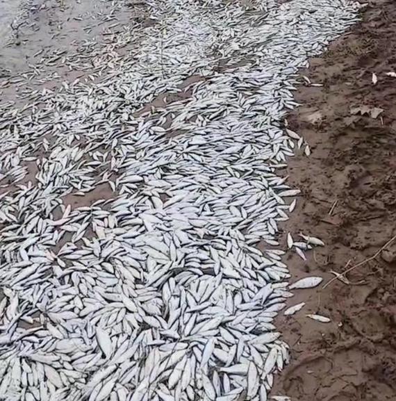 河南杞縣野生河魚大量死亡，村民撿拾帶回家食用，是否有毒引關注