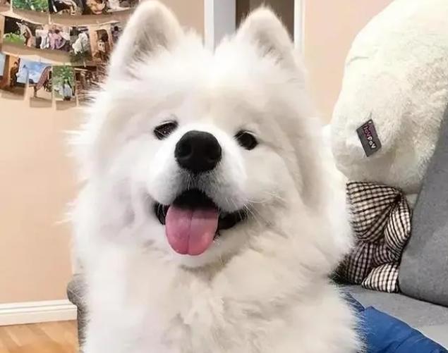 慘劇發生！情侶吵架時將薩摩耶殘忍扔下8樓