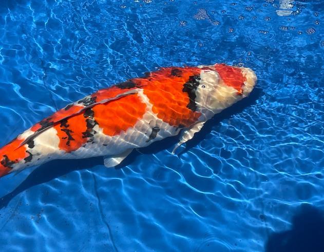 網友狂喜！巨無霸錦鯉產下30萬顆卵，愿望如雨傾瀉！