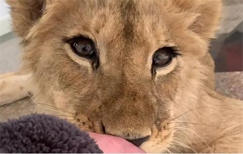 遼寧一會所涉嫌飼養(yǎng)幼年非洲獅，省林草局稱為合法商業(yè)借展
