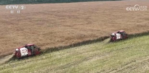 全國(guó)油菜豐收，四川和江西表現(xiàn)亮眼