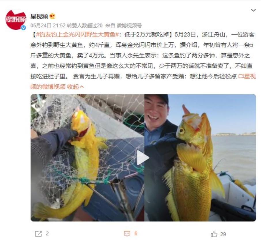 釣友釣獲金光閃閃野生大黃魚，市價(jià)高達(dá)數(shù)萬(wàn)元！