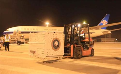 大熊貓“丫丫”平安回到北京動物園，專家全天陪護(hù)保障健康