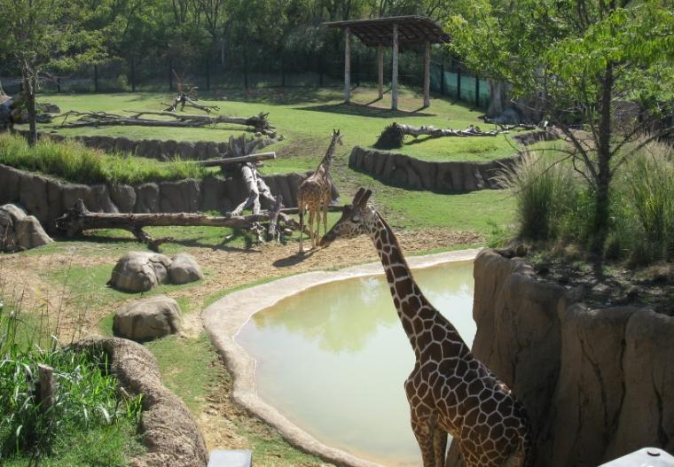 震驚！動物園深夜遭拆，多只保護動物傷亡，園方稱曾遭整改要求
