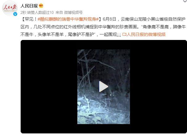 神秘的中華鬣羚現身云南保山：與麒麟相似外貌引發廣泛關注