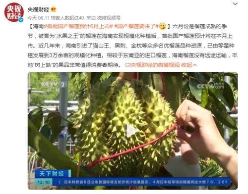 國產榴蓮震撼登場！海南首批國產榴蓮將于6月上市