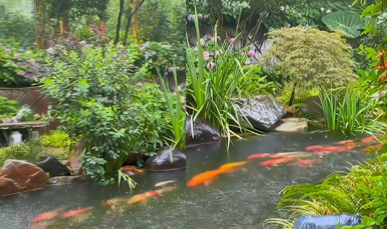 神奇景象！女子偶遇“錦鯉龍形游”，數十條錦鯉有序排列，游進游出水面