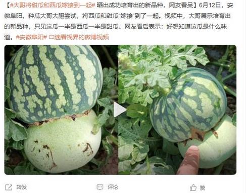 大哥成功嫁接西瓜和甜瓜，網(wǎng)友驚嘆新品種