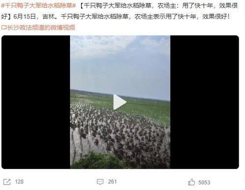 千只鴨子大軍給水稻除草，農場主稱效果顯著