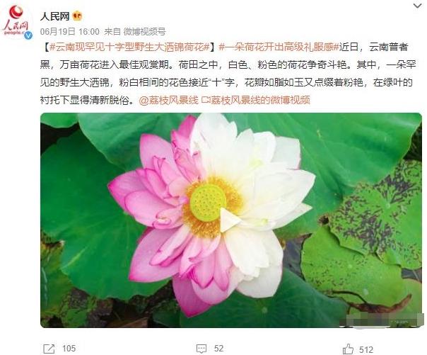 云南荷花盛景：罕見野生大灑錦花綻放，花海如詩如畫