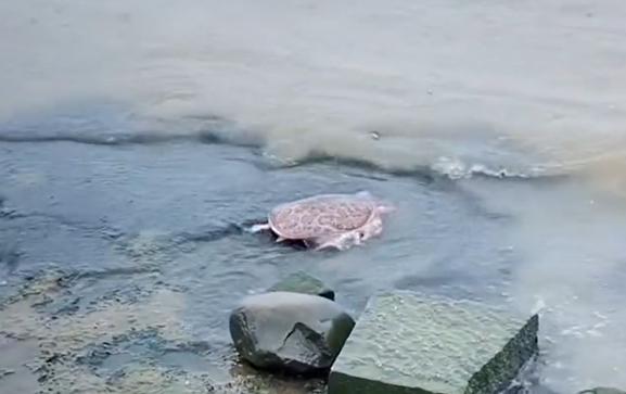 太湖放生事件引發爭議：美國珍珠鱉入侵引發生態擔憂