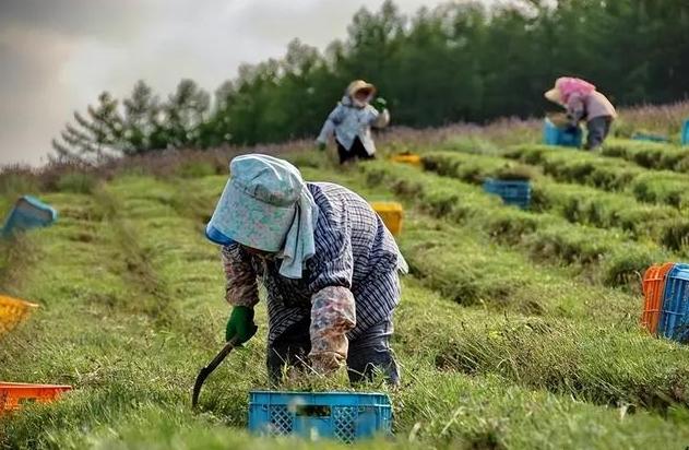 浙江藥農(nóng)10分鐘狂賺520萬元，元胡成為中藥市場(chǎng)熱門寶藏！