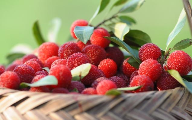 楊梅風味盛行，但需謹慎：過量食用楊梅引發高鉀血癥風險