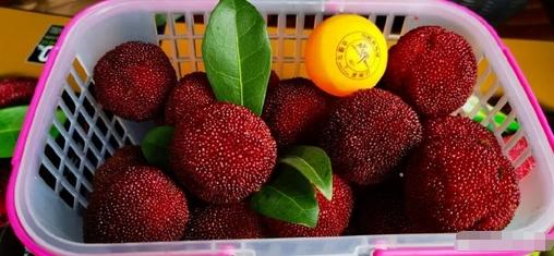 男子每天1斤楊梅狂吃20天，既往有糖尿病史，病情惡化需進行血透治療