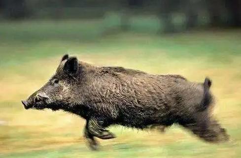 野豬調出“三有”名錄，保護生態多樣性