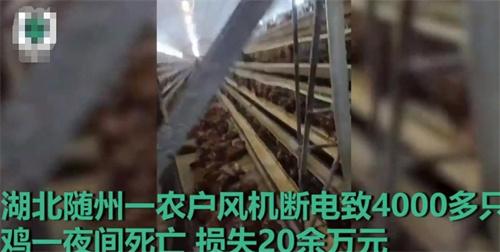 湖北隨州養雞場風機斷電導致大量雞只死亡，損失慘重